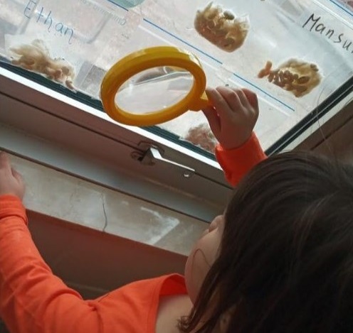 A young girl in a PLASP EarlyON program uses a magnifying glass to look at beans in a Ziploc bag taped to a window
